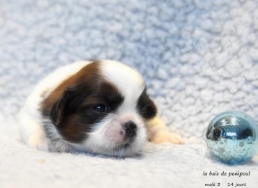 Les bébés SHIH TZU de Summer