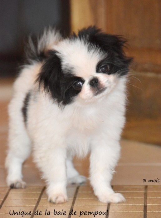 Unique de la baie de pempoul