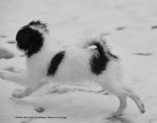 rihannaneige 2.jpg