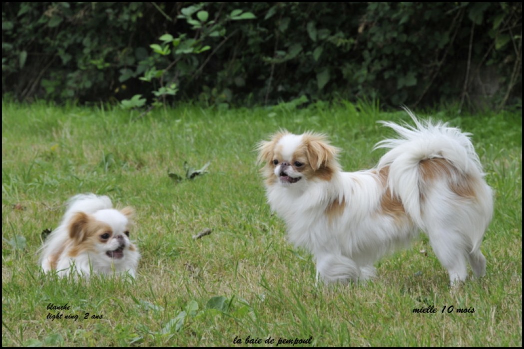 Mielle de la Baie de Pempoul