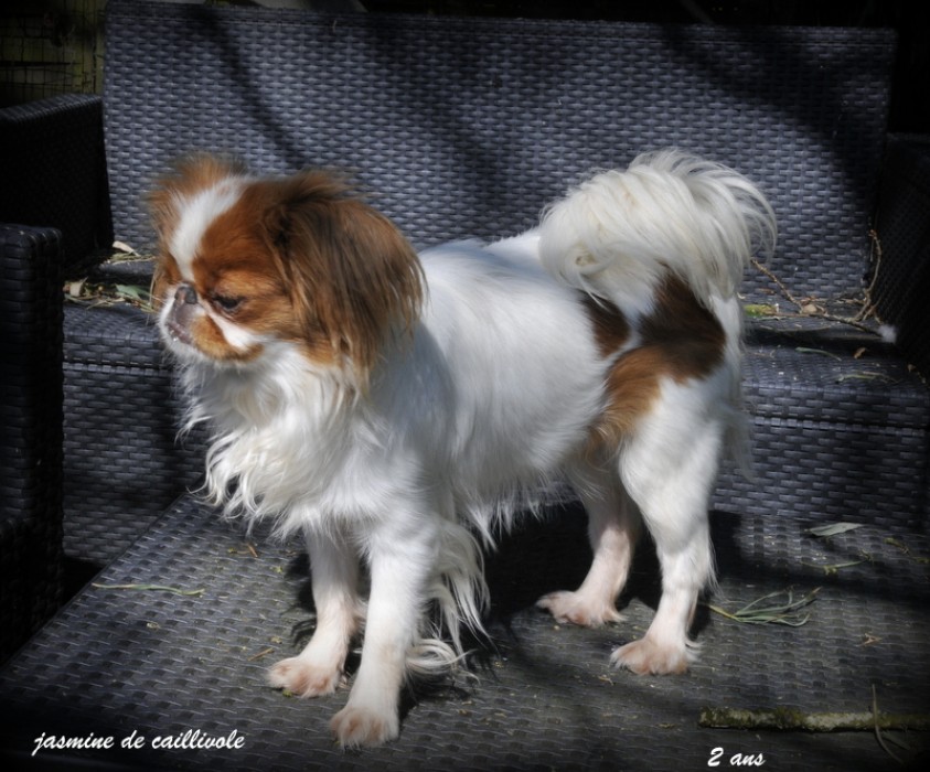 Jasmine (Juria de Caillivole)