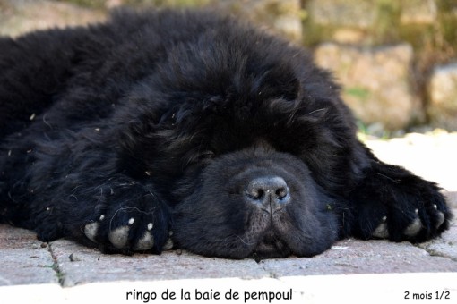 ringo10semaines 1.jpg