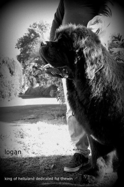 logan 18.jpg
