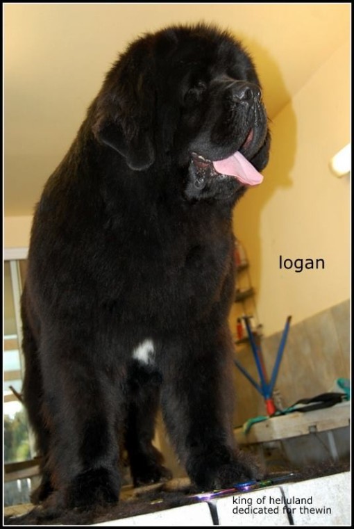 logan 28.jpg