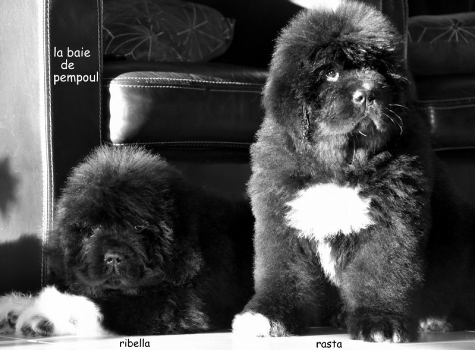 Rasta de la Baie de Pempoul