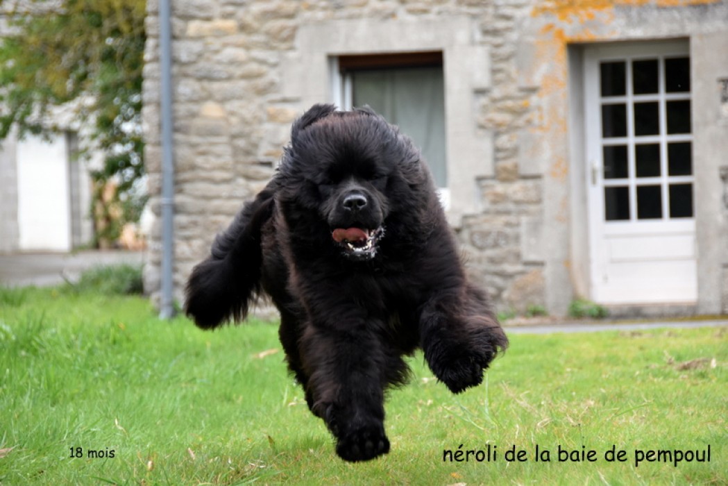 Néroli de la Baie de Pempoul