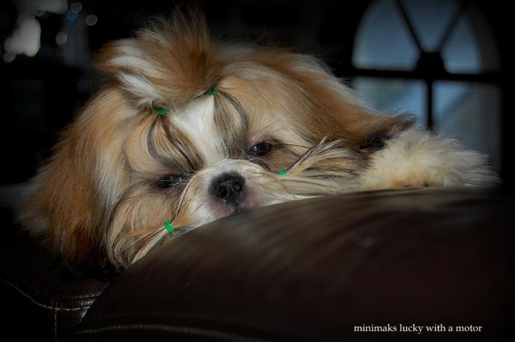 Minimaks lucky wis a motor Loucky